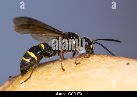 Digger wasp (Argogorytes mystaceus) mangiare apple. Nero e Giallo insetto in famiglia Crabronidae, alimentazione di frutta Foto Stock