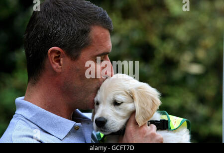 Irish i cani guida per i non vedenti Super sfumature di valore campagna 2010 Foto Stock