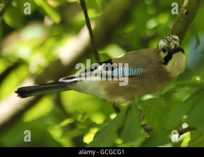 Stock di uccello Foto Stock