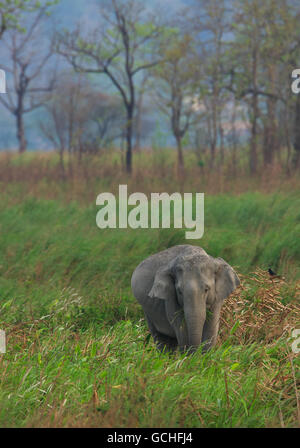 L'elefante nella prateria : fotografato nel Parco Nazionale di Kaziranga India) Foto Stock