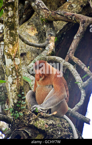 Proboscide di scimmia (Nasalis larvatus), Bako National Park, Stati di Sarawak, nel Borneo, Malaysia Foto Stock