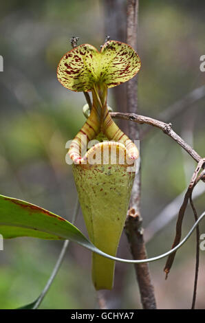 Pianta brocca (Nepenthes sp.), Bako National Park, Stati di Sarawak, nel Borneo, Malaysia Foto Stock