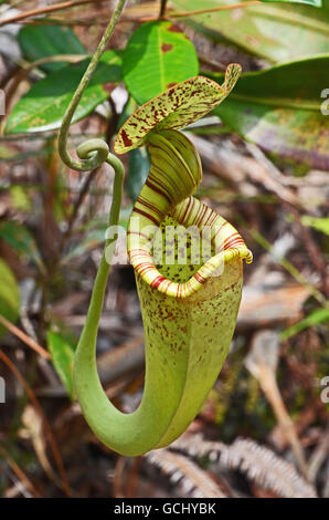 Pianta brocca (Nepenthes sp.), Bako National Park, Stati di Sarawak, nel Borneo, Malaysia Foto Stock