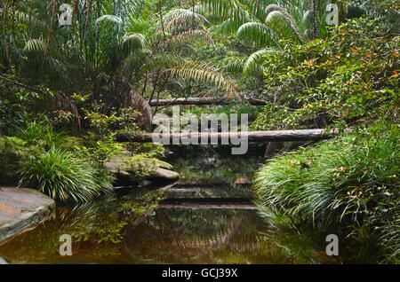 Waterhole in un flusso in Bako National Park, Sarawak, Malaysian Borneo Foto Stock