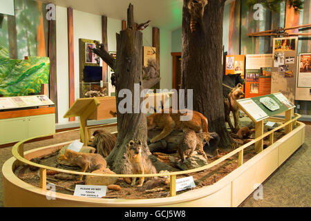 Visitor Centre Display, Parco Nazionale di Yosemite, Ebbetts Pass National Scenic Byway, California Foto Stock