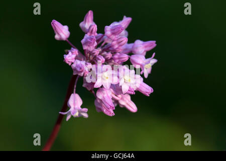 Dicks blu (Dichelostemma capitatum) lungo Heron punto Trail, Nuovo Melones Lago e Recreation-Tuttletown Recreation Area, Califo Foto Stock