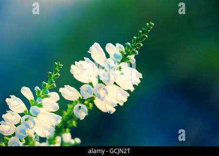 Physostegia virginiana fiori Foto Stock