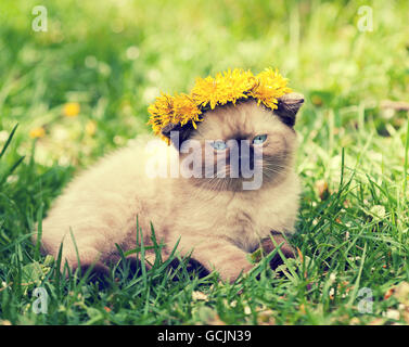 Piccolo gattino incoronato coroncina di fiori di dente di leone Foto Stock