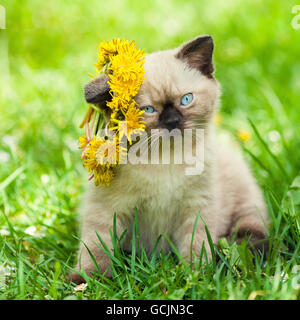 Piccolo gattino incoronato coroncina di fiori di dente di leone Foto Stock