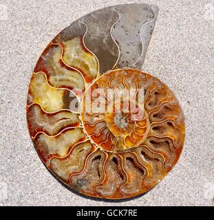 Primo piano della metà di un guscio ammonita, fossili, con unica giallo, arancione e rosso camere cristallizzato in formazione a spirale sulla sabbia. Foto Stock