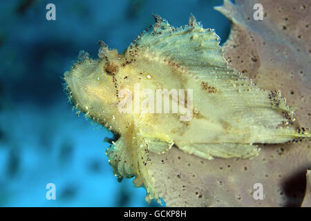 Scorfani foglia (Taenianotus Triacanthus, aka Pesci balestra, Paperfish) su un corallo. Flores, Indonesia Foto Stock