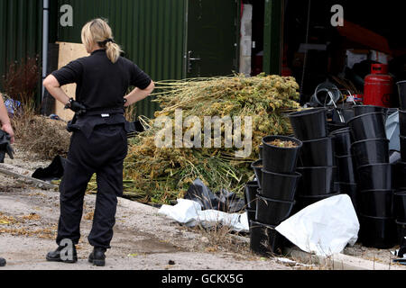 Una visione generale della scena in una grande fabbrica di cannabis su una piccola unità industriale vicino a Westcott, vicino Aylesbury. Foto Stock