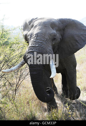 Un elefante nel Parco Nazionale di Pilanesburg vicino a Sun City, Sud Africa. Foto Stock