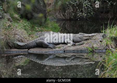 Parco Nazionale di Pilanesburg. Coccodrilli al Santuario dei coccodrilli di Kwena vicino a Sun City, Sudafrica. Foto Stock