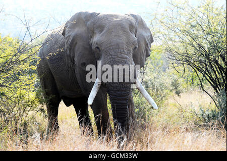 Un elefante nel Parco Nazionale di Pilanesburg vicino a Sun City, Sud Africa. Foto Stock