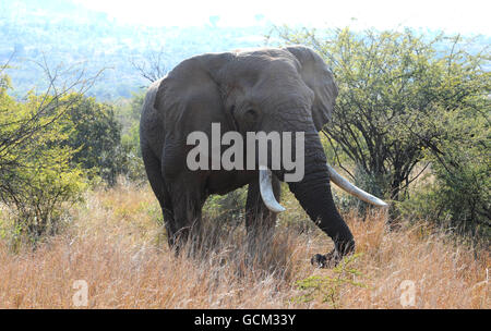 Un elefante nel Parco Nazionale di Pilanesburg vicino a Sun City, Sud Africa. Foto Stock