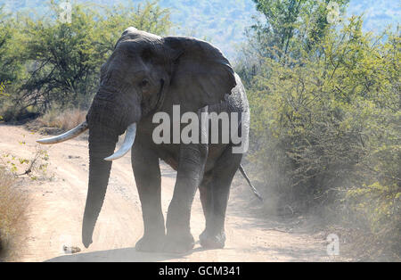 Un elefante nel Parco Nazionale di Pilanesburg vicino a Sun City, Sud Africa. Foto Stock