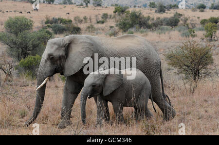 Parco Nazionale di Pilanesburg. Un elefante con il suo vitello nel Parco Nazionale di Pilanesburg vicino a Sun City, Sudafrica. Foto Stock