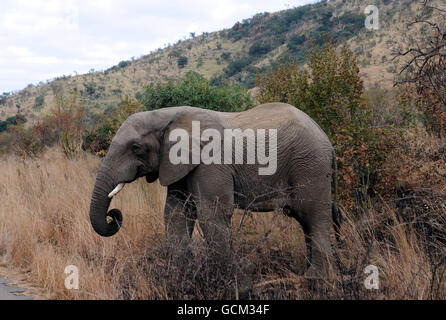 Parco Nazionale di Pilanesburg. Un elefante nel Parco Nazionale di Pilanesburg vicino a Sun City, Sudafrica. Foto Stock