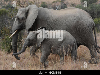 Un elefante con il suo vitello nel Parco Nazionale di Pilanesburg vicino a Sun City, Sud Africa. Foto Stock