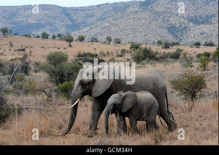 Un elefante con il suo vitello nel Parco Nazionale di Pilanesburg vicino a Sun City, Sud Africa. Foto Stock