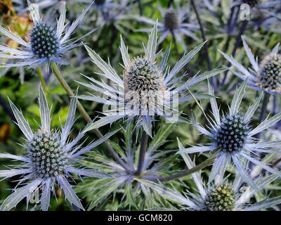 Eryngium 'Sapphire Blue' un mare Holly con open umbels di acciaio-blu fiori di fico d'india Foto Stock