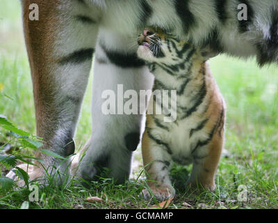 Uno dei due cuccioli di tigre siberiane di sei settimane ancora senza nome nel loro recinto al Port Lympne Wild Animal Park a Kent dopo che sono uscito dal loro capannone all'inizio di questa settimana. Foto Stock