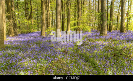 Legno di Bluebell Foto Stock