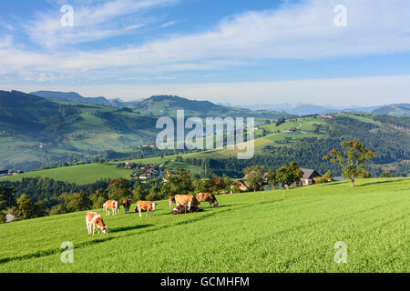 Waidhofen an der Ybbs vacche , le aziende agricole e gli alberi da frutto in San Giorgio in Klaus Austria Niederösterreich, Austria inferiore Mostviertel Foto Stock