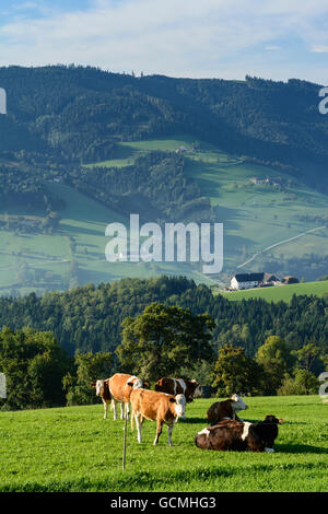 Waidhofen an der Ybbs vacche , le aziende agricole e gli alberi da frutto in San Giorgio in Klaus Austria Niederösterreich, Austria inferiore Mostviertel Foto Stock