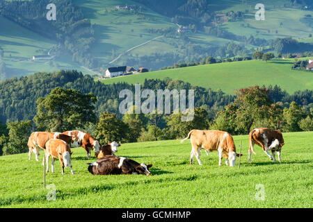 Waidhofen an der Ybbs vacche , le aziende agricole e gli alberi da frutto in San Giorgio in Klaus Austria Niederösterreich, Austria inferiore Mostviertel Foto Stock