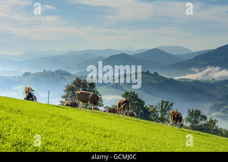 Waidhofen an der Ybbs vacche , le aziende agricole e gli alberi da frutto in San Giorgio in Klaus Austria Niederösterreich, Austria inferiore Mostviertel Foto Stock