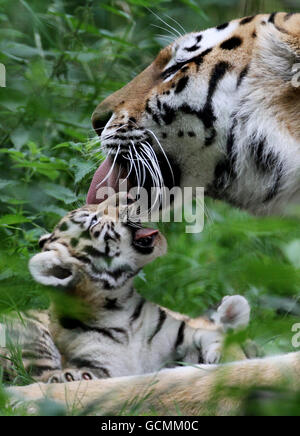 Ingrid, una tigre siberiana lava uno dei suoi due, ancora senza nome sei cuccioli di settimana nel loro recinto al Port Lympne Wild Animal Park nel Kent dopo che sono uscito dal loro parto capannone all'inizio di questa settimana. Foto Stock