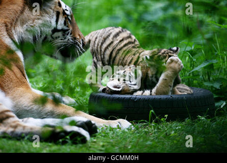 Ingrid, una tigre siberiana guarda i suoi due cuccioli di sei settimane ancora senza nome nel loro recinto al Port Lympne Wild Animal Park a Kent dopo che sono uscito dal loro parto capannone all'inizio di questa settimana. Foto Stock