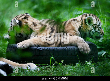 I due cuccioli di tigre siberiane di sei settimane ancora senza nome nel loro recinto a Port Lympne Wild Animal Park a Kent dopo che sono uscito dal loro parto capannone all'inizio di questa settimana. Foto Stock