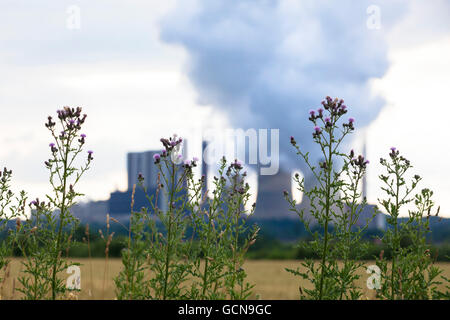 L'Europa, in Germania, in Renania settentrionale-Vestfalia, thistle davanti alla lignite-fired power plant Weisweiler in Eschweiler-Weisweiler. Foto Stock