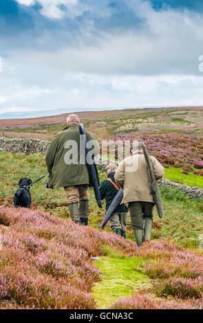 North Yorkshire, Inghilterra pistole a piedi su un fagiano di monte moro durante un gallo cedrone shoot Foto Stock