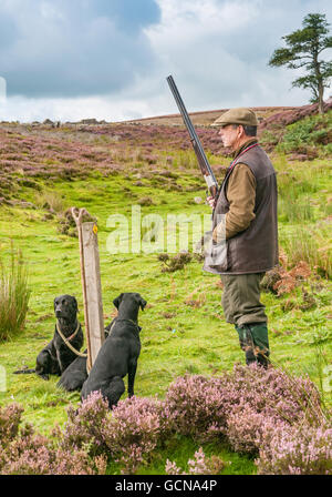 North Yorkshire, Inghilterra Regno Unito - una pistola su un fagiano di monte moro durante una condotta grouse sparare con i suoi cani Foto Stock