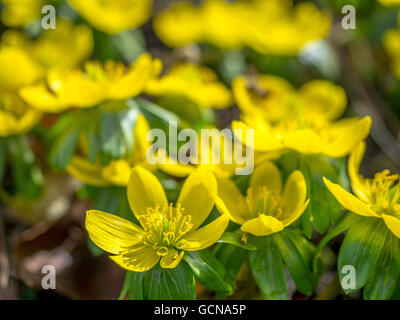 Aconitum invernale (Eranthis hyemalis) Foto Stock