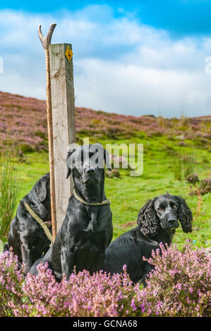 North Yorkshire, Inghilterra, Regno Unito - su un fagiano di monte moro durante una condotta grouse spara cani in attesa su un piolo di pistole Foto Stock