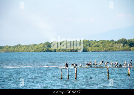 Pellicani godendo il sole, appollaiato su alcuni resti di un ristorante di acqua Cordincillo vicino a El Paz in El Salvador Foto Stock