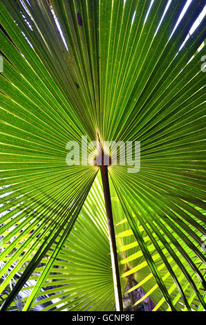 I modelli in retroilluminato a ventaglio Cabbage Tree foglie di palmo (Livistona australis) nella foresta pluviale australiana Foto Stock