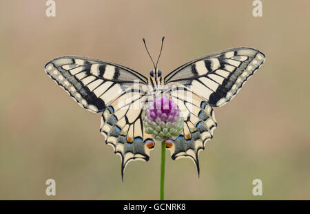 Una farfalla europea a coda di rondine (Papilio Machaon) appollaiata su una testa di fiore viola alla luce del mattino presto, faccia sopra, con le sue ali spalancate Foto Stock