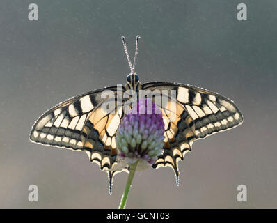 Una farfalla europea a coda di rondine (Papilio Machaon) che si inprofonda con le ali aperte su una testa di fiore con gocce di nebbia sullo sfondo. Foto Stock