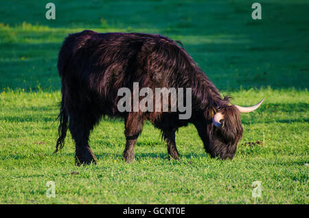 Scozia highland bull Foto Stock