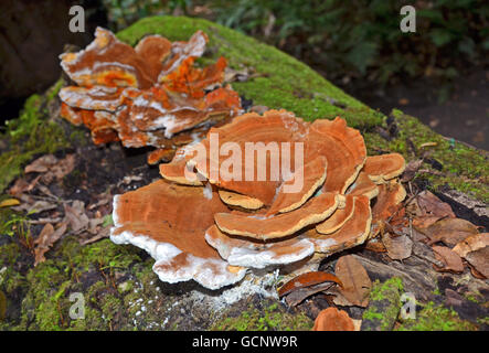 Grande ripiano arancione (staffa) funghi che crescono su un caduto moss ricoperta di albero in Australia la foresta pluviale temperata Foto Stock