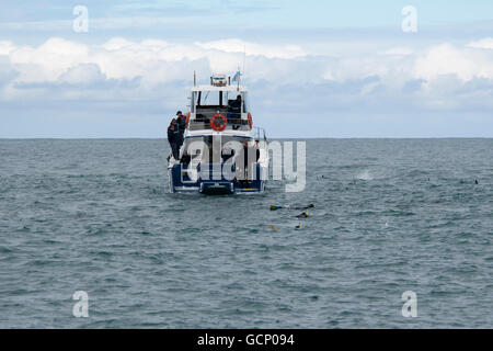 Con Dolphin incontro i turisti possono nuotare con Delfino dusky e guardarli nell'Oceano Pacifico vicino a Kaikoura in Nuova Zelanda Foto Stock