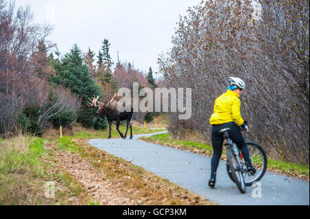 Una ciclista femminile gira rapidamente la sua bici intorno dopo aver incontrato Un toro Moose in Rut Walking verso di lei sul Tony Knowels Bike Trail a Kincaid... Foto Stock