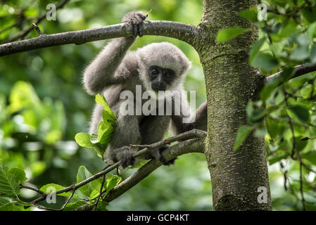 Giovani gibbon argenteo (Hylobates moloch). Il gibbone argenteo si colloca tra le specie più a rischio. Foto Stock