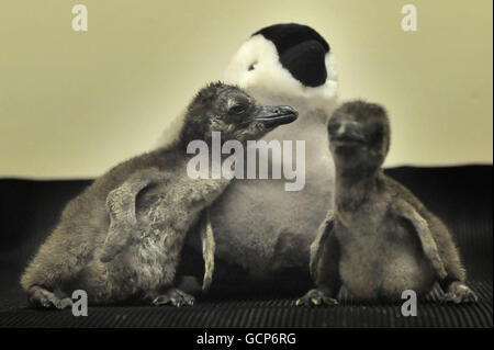 Lo Zoo di Londra penguin pulcini Foto Stock